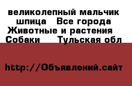 великолепный мальчик шпица - Все города Животные и растения » Собаки   . Тульская обл.